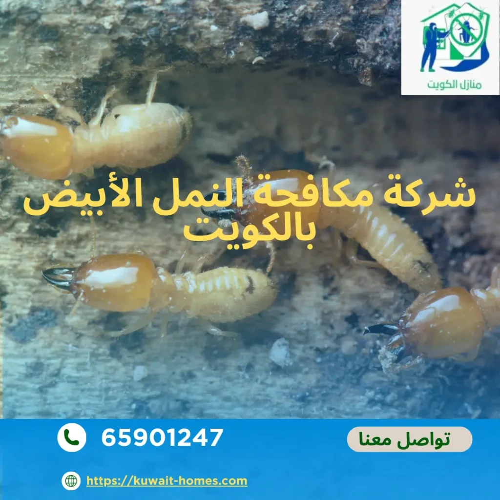افضل شركة مكافحة النمل الابيض بالكويت