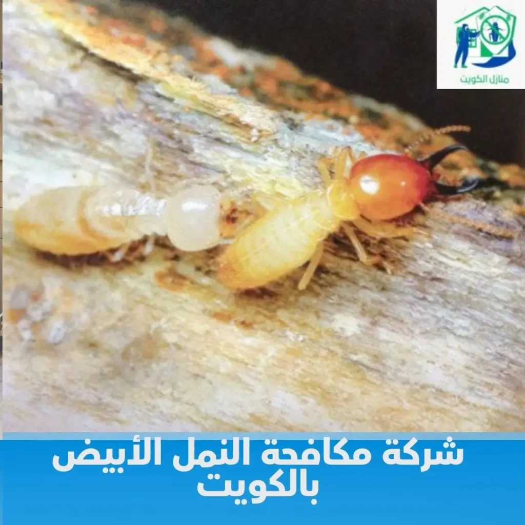 شركة مكافحة النمل الأبيض بالكويت