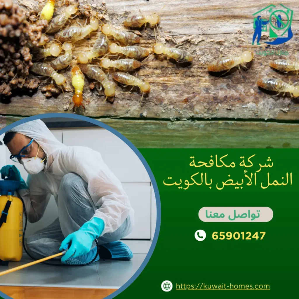 شركة مكافحة النمل الأبيض بالكويت